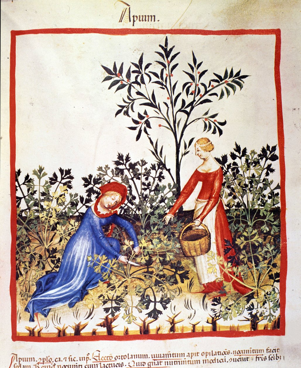 To kvinner plukker persille. Belysning fra melking av medisin og diett "" Tacuinum sanitatis"" av Unknown artist