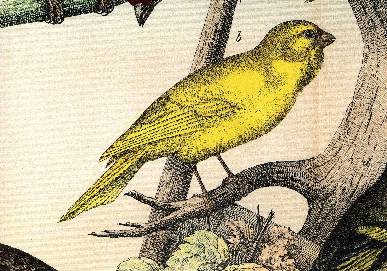 En kanarifugl - i "" Fuglenes naturhistorie"", red. Hoepli, Milano av Unknown artist