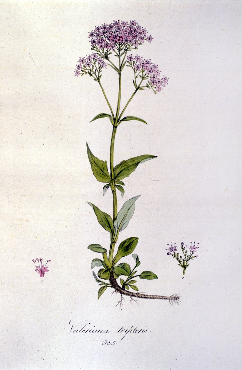 Valerian. 1800-talls gravering. av Unknown artist