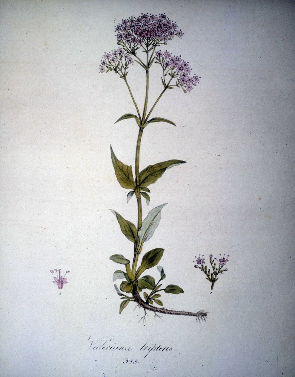 Valeriana lilla eller Valeriana tripteris. Herbarium fra 1800-tallet. av Unknown artist