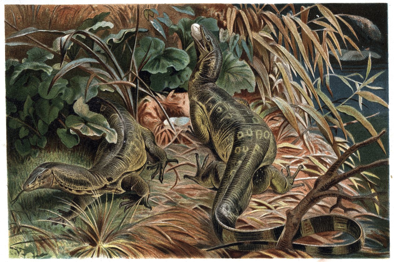 Varan - Monitor lizard (Varanus) - engraving from “” Brehm
