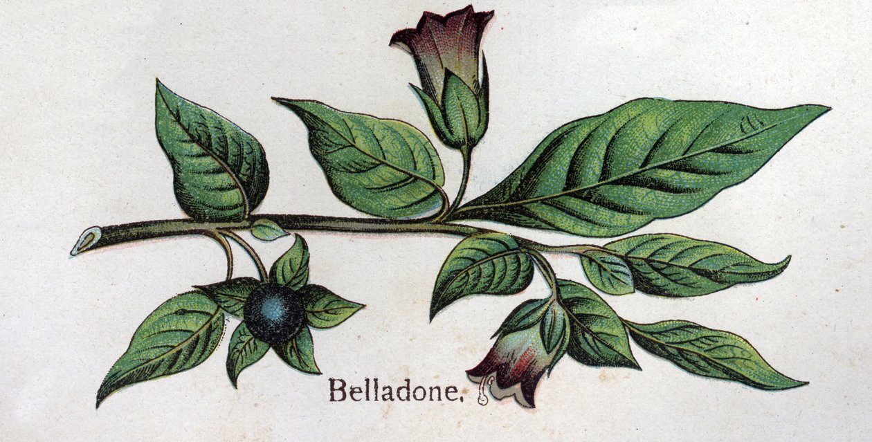 Venenøse botaniske planter: Belladonna. Gravering i "" Den naturlige medisinen "", av Friedrich Eduard Bilz (1842-1922) av Unknown artist