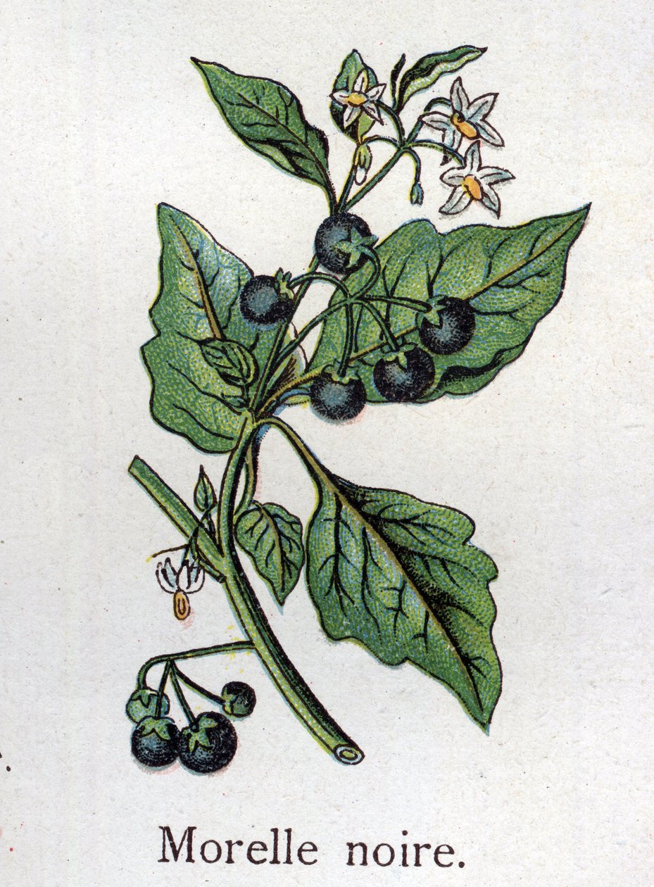 Venenous botanical plants: Black nightshade. Engraving in “” The natural medication””, by Friedrich Eduard Bilz (1842-1922) av Unknown artist