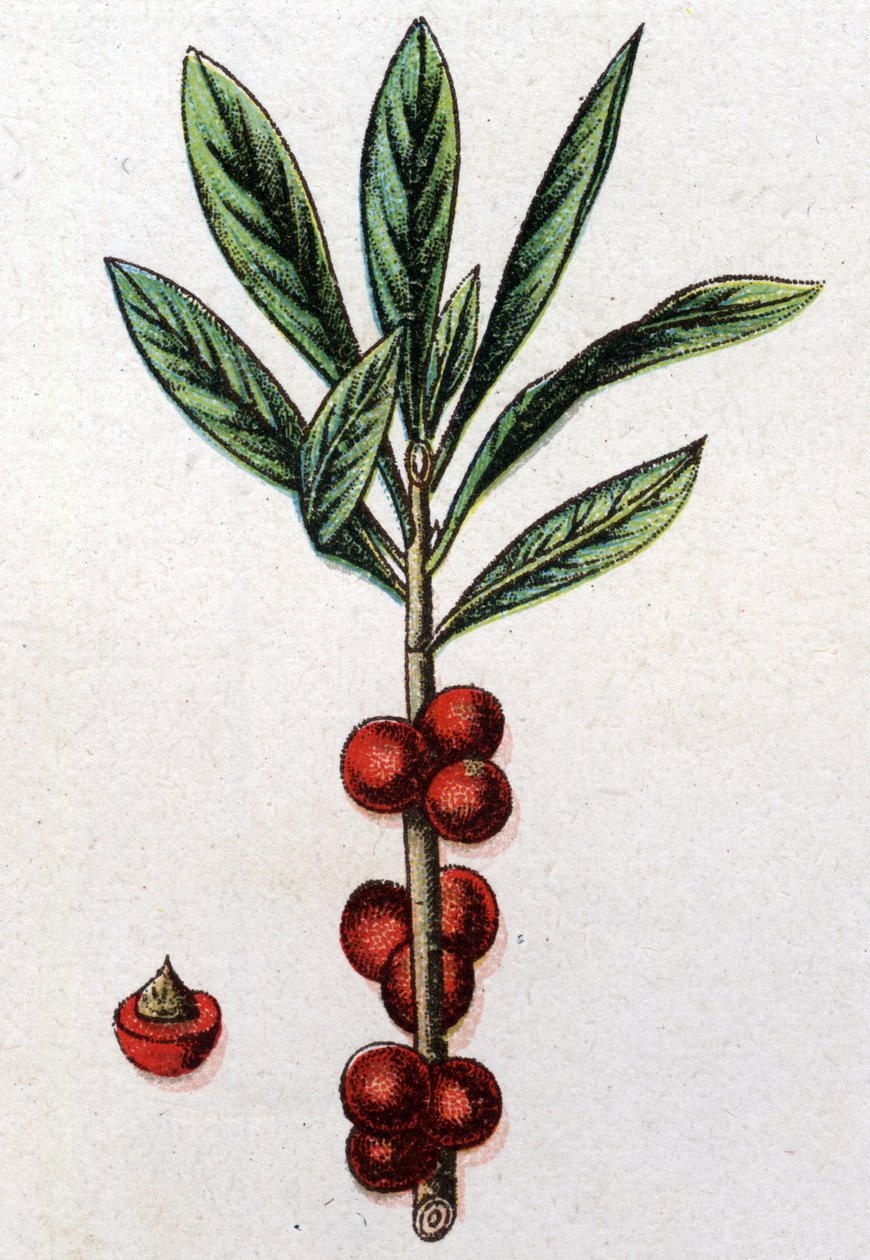 Venenous botanical plants: Daphne Mezereon. Engraving in “” The natural medication””, by Friedrich Eduard Bilz (1842-1922) av Unknown artist