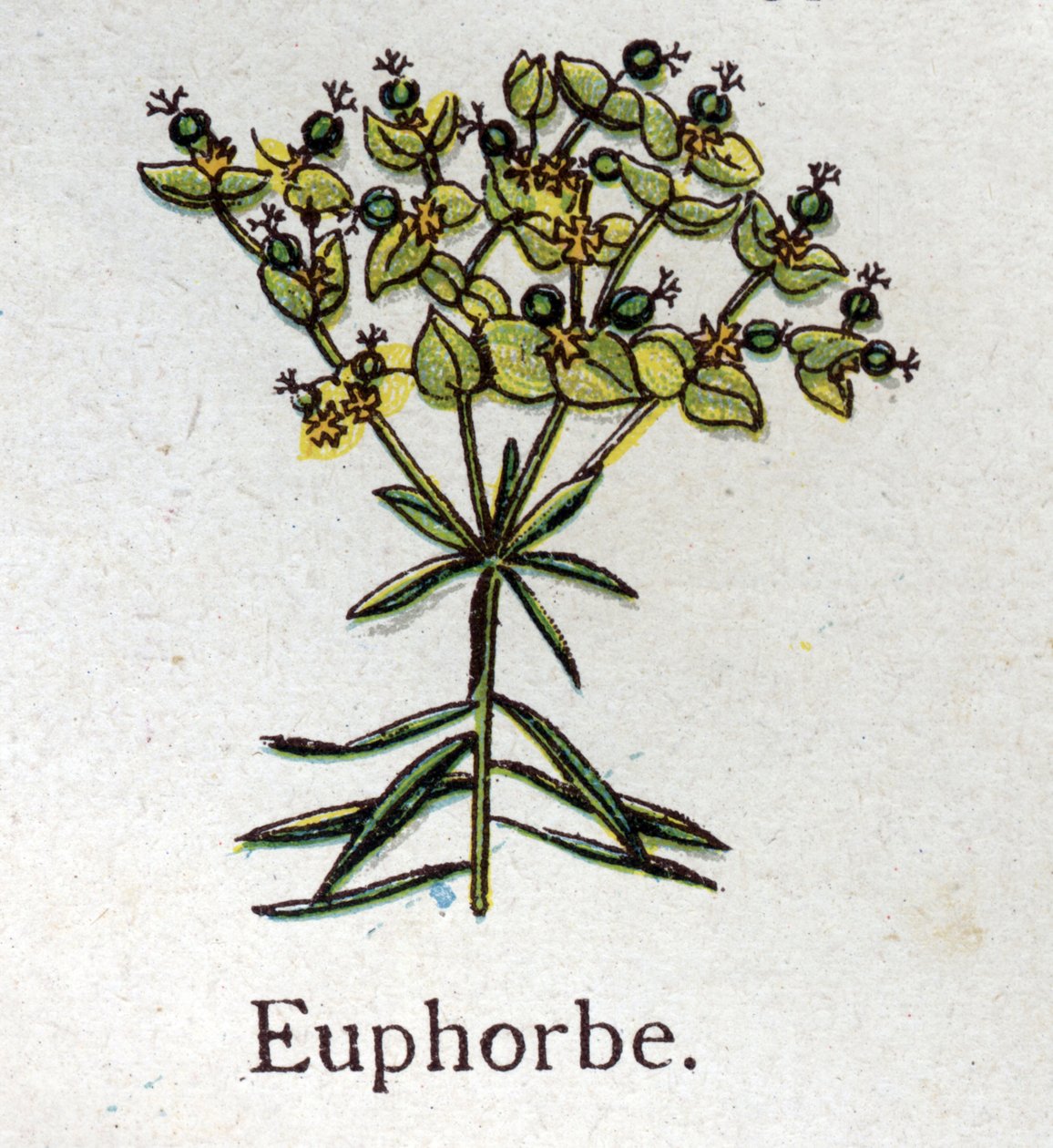 Venenøse botaniske planter: Euphorbo. Gravering i "" Den naturlige medisinen "", av Friedrich Eduard Bilz (1842-1922) av Unknown artist