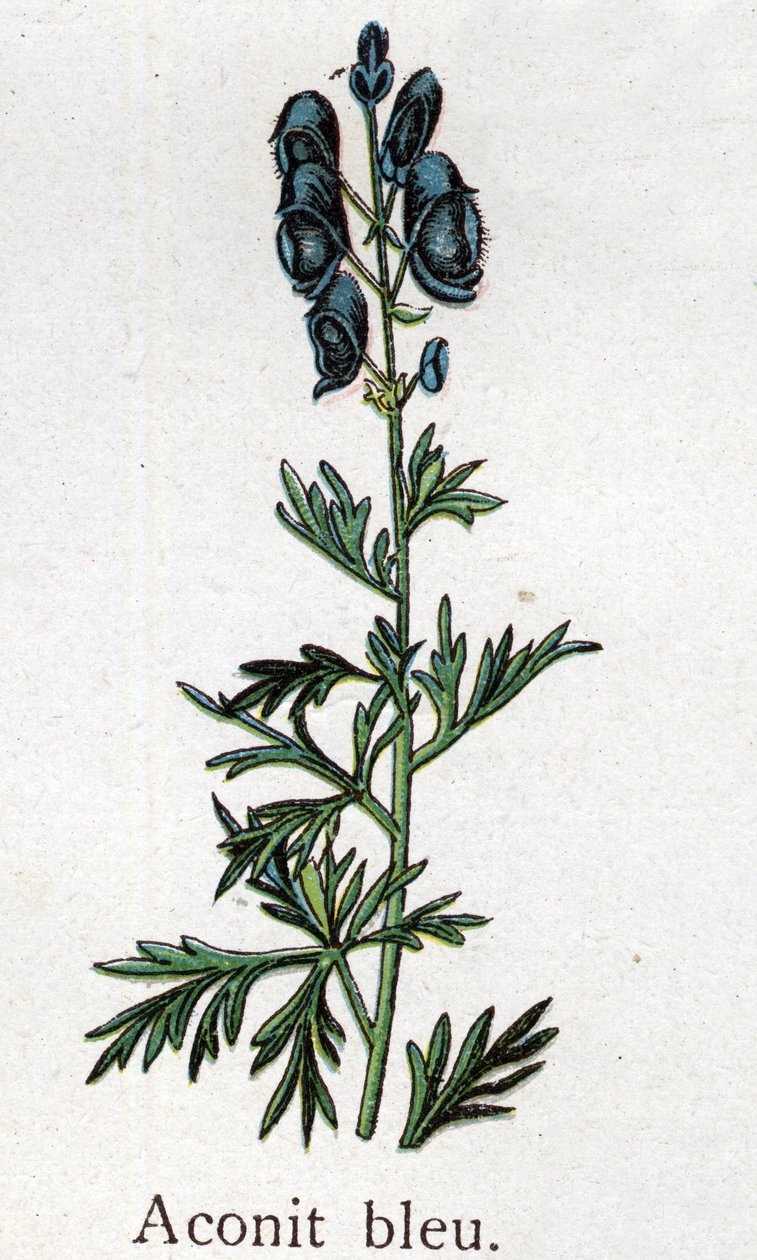 Venenøse botaniske planter: blå akonitt. Gravering i "" Den naturlige medisinen "", av Friedrich Eduard Bilz (1842-1922) av Unknown artist