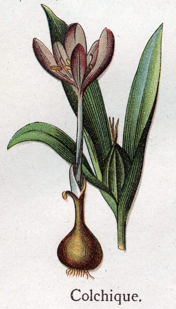 Venenous botanical plants: colchial. Engraving in “” The natural medication””, by Friedrich Eduard Bilz (1842-1922) av Unknown artist