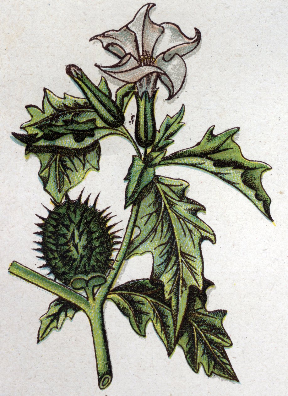 Venenøse botaniske planter: stramoine av spinous eple. Gravering i "" Den naturlige medisinen "", av Friedrich Eduard Bilz (1842-1922) av Unknown artist