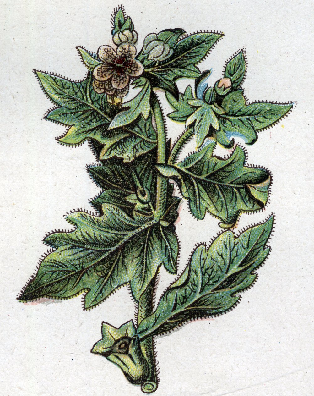 Venenøse botaniske planter: opptil. Gravering i "" Den naturlige medisinen "", av Friedrich Eduard Bilz (1842-1922) av Unknown artist
