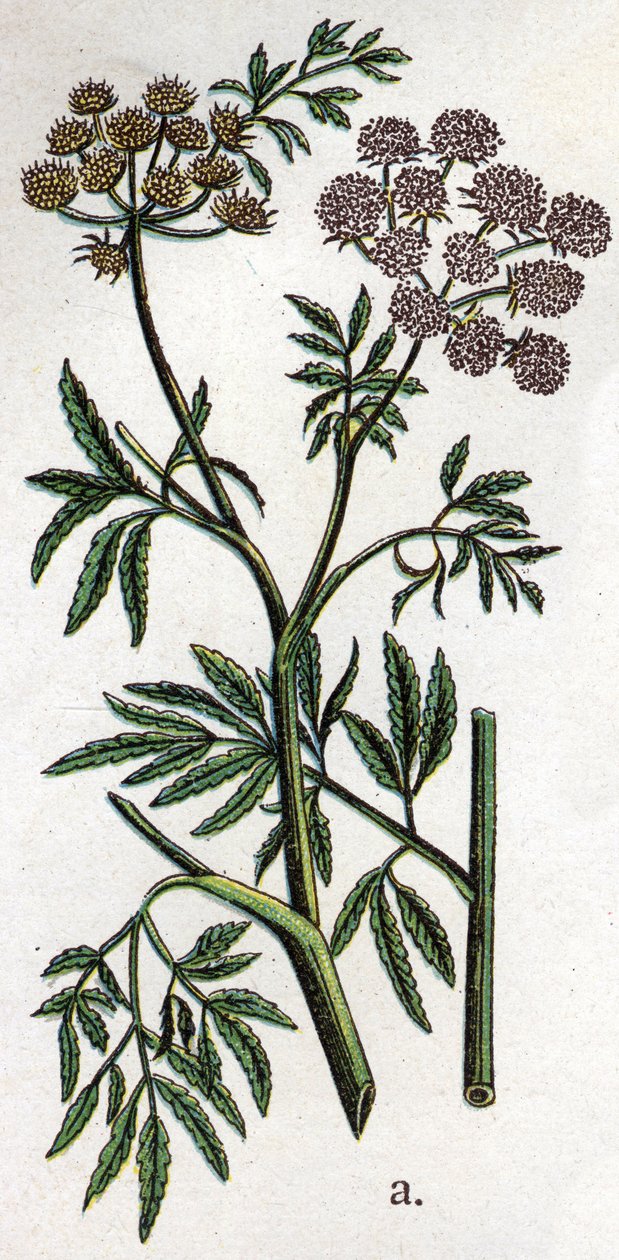 Venenøse botaniske planter: vannhemlock eller vannhemlock også kjent som ferous hemlock (Cicuta virosa). Gravering i "" Den naturlige medisinen "", av Friedrich Eduard Bilz (1842-1922) av Unknown artist