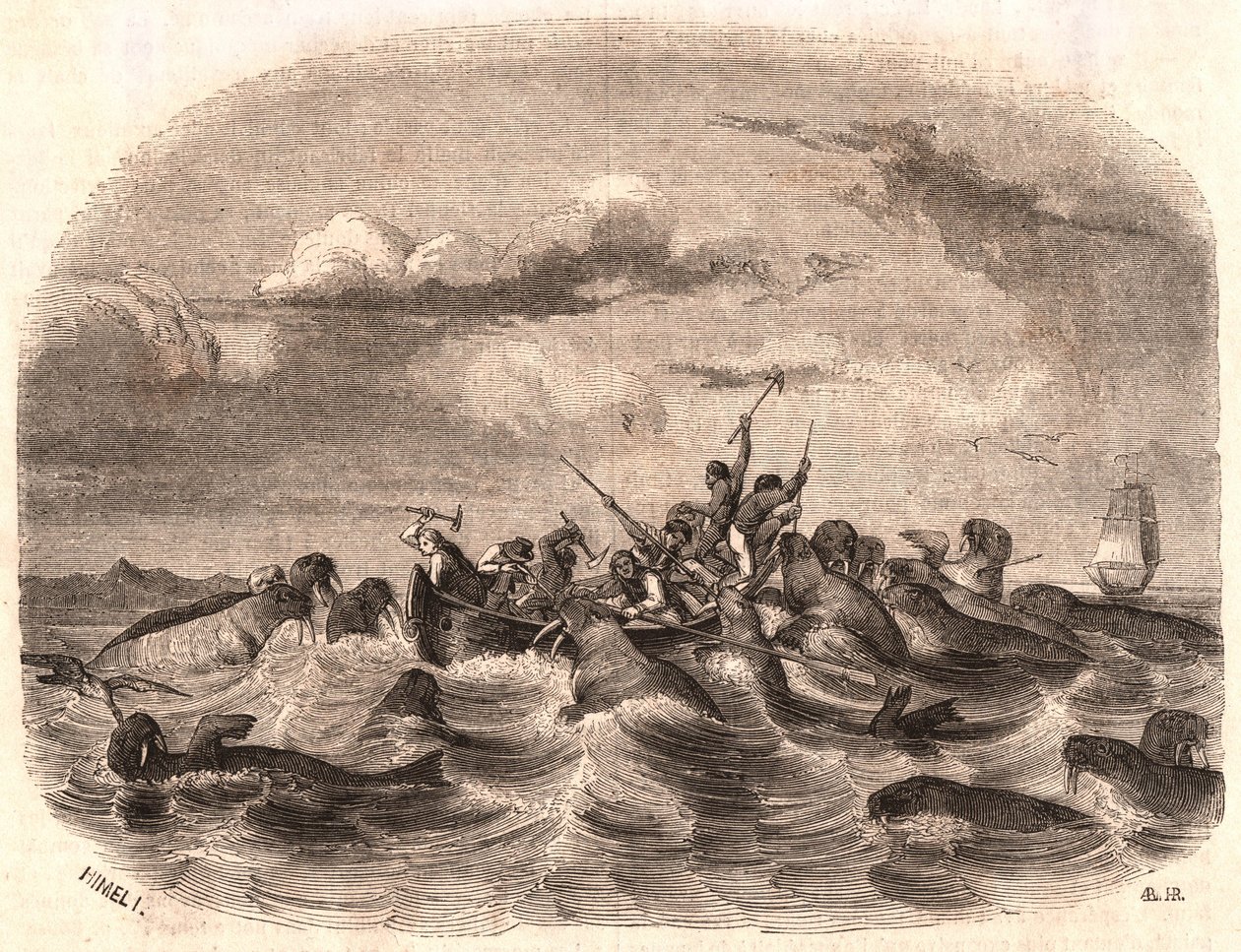Utsikt over en gruppe engelske sjømenn som jager en flokk med hvalross i 1818 utenfor kysten av Spitsbergen av Unknown