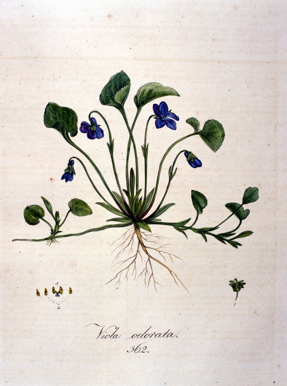 Fiolett. 1800-talls gravering. av Unknown artist