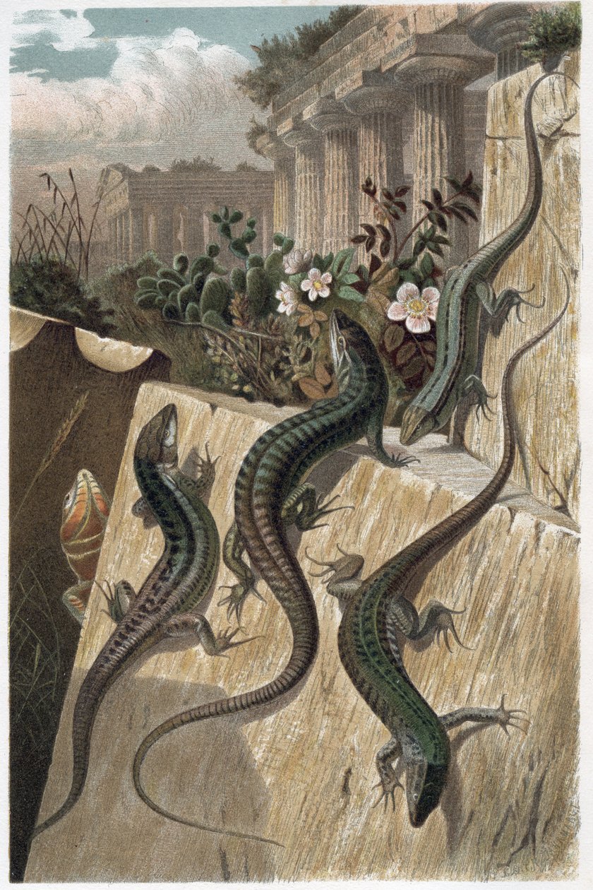 Veggøgle - Den vanlige veggøglen (Podarcis muralis) - gravering fra "" Brehms dyreliv"" av Alfred Edmund Brehm (1829-1884) av Unknown artist