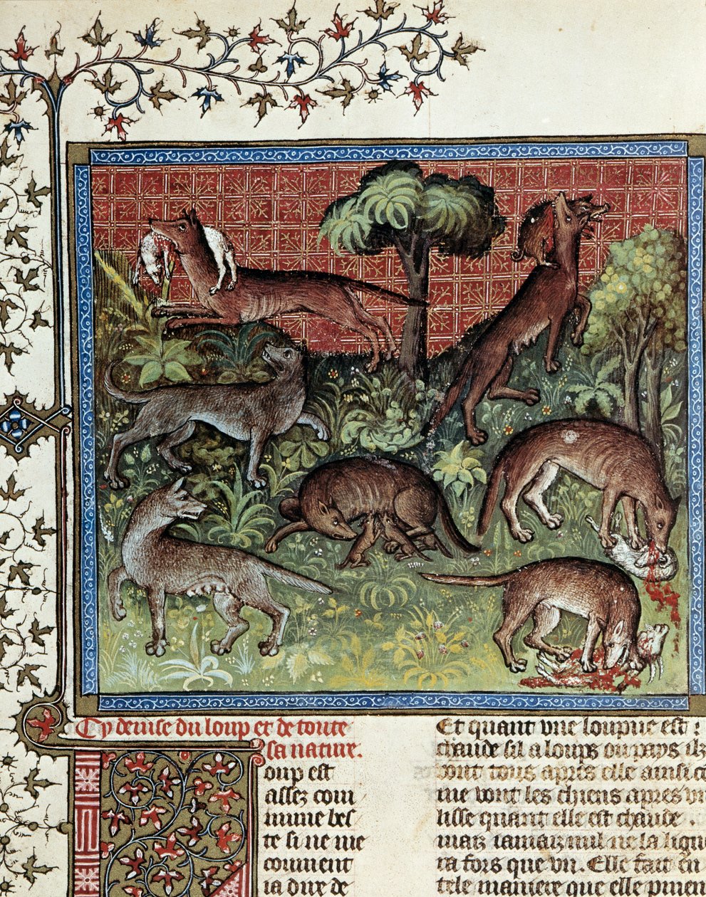 Vi motto ulven og hele dens natur. Miniatyr fra Gaston Phoebus (1331-1391) av Gaston III Comte De Foix av Unknown artist