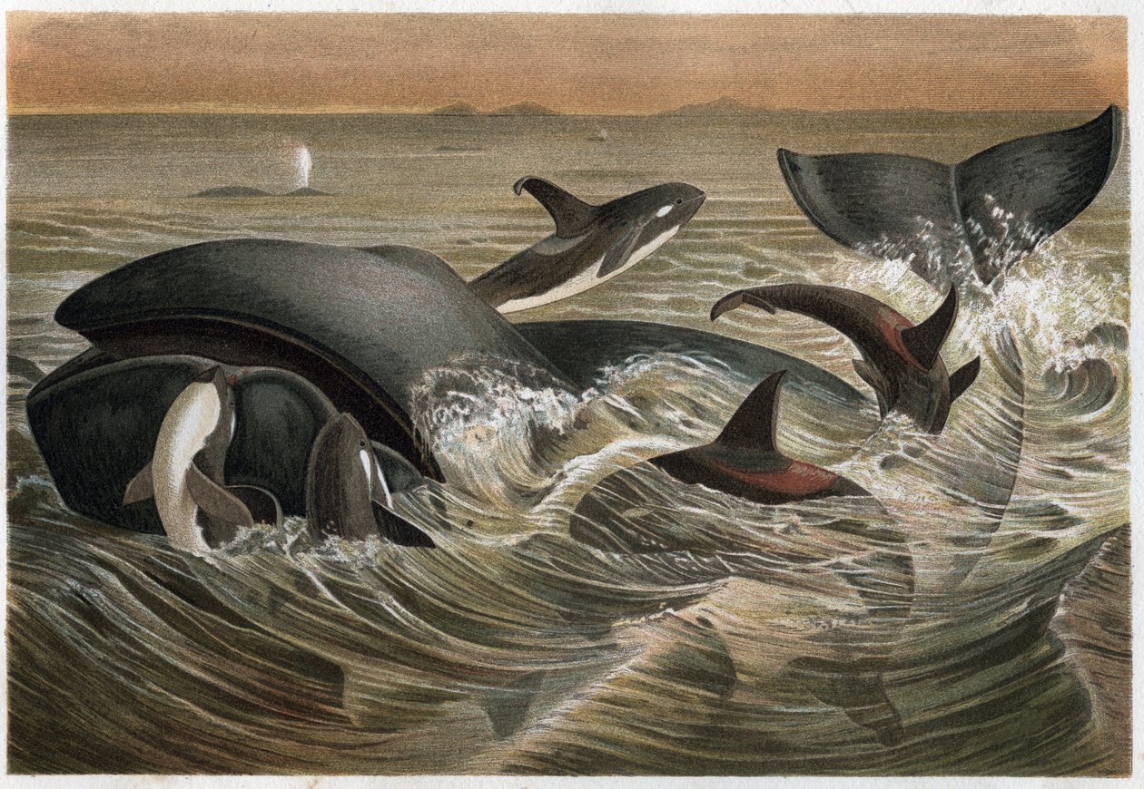 Whale and Whale - Whale and Orca (Orcinus orca) - gravering fra "" Brehm