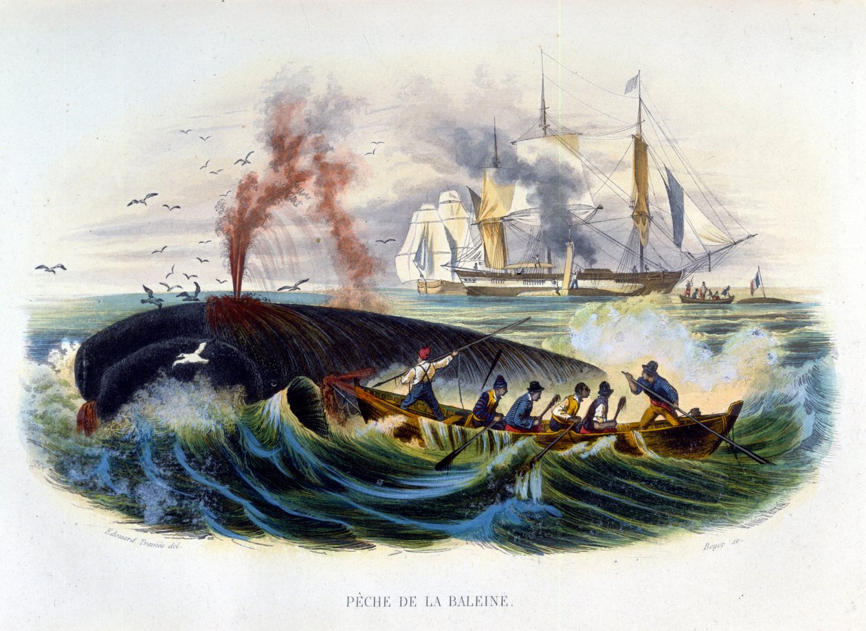 Hvalfangst - i "Natural History" av Lacépède av Unknown artist