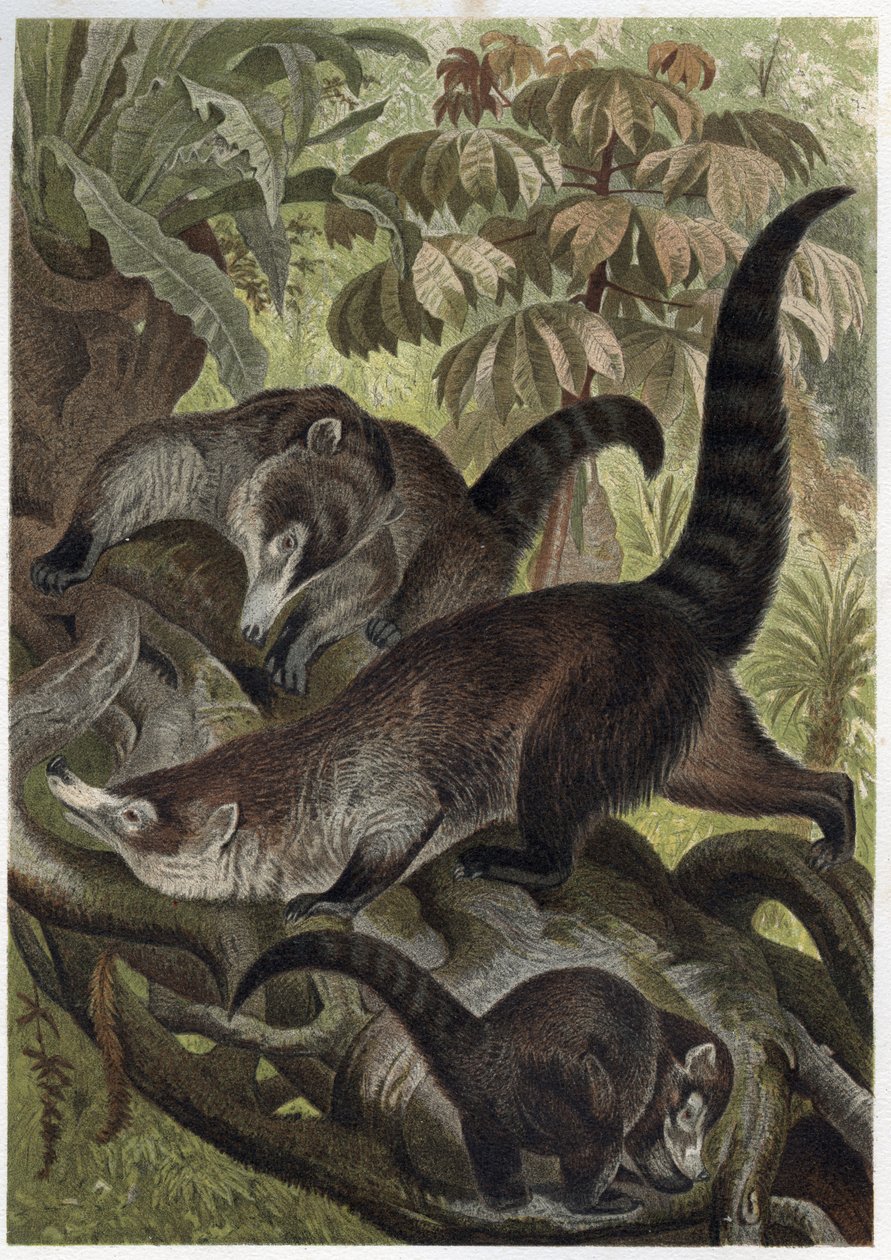White-nosed coati også kjent som coatimundi - Coati brun ou coati en hvit nese (Nasua narica) - gravering fra "" Brehm