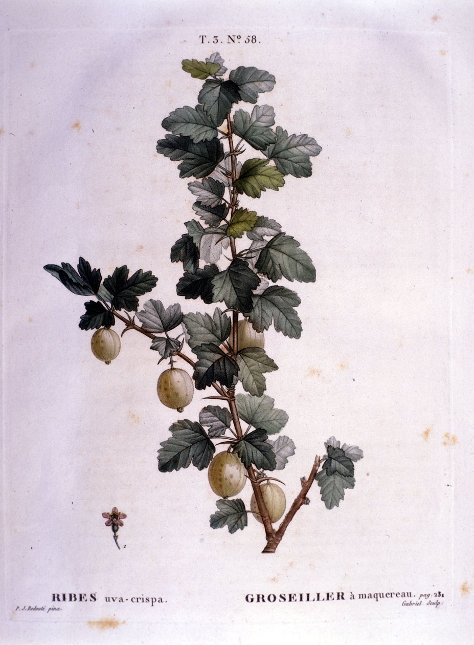 Hvit rips eller makrell: botanisk bord fra 1800-tallet. av Unknown artist