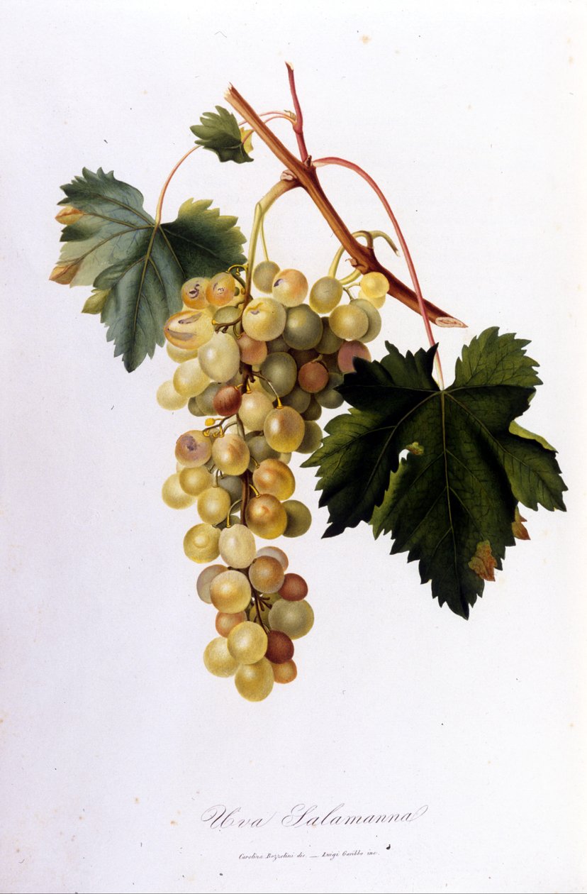 Hvite druer. 1800-talls gravering. av Unknown artist