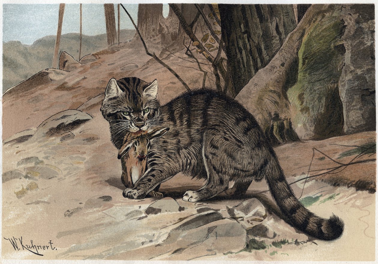 Villkatt - Villkatten (Felis silvestris) - gravering fra "" Brehms dyreliv"" av Alfred Edmund Brehm (1829Ð1884) av Unknown artist