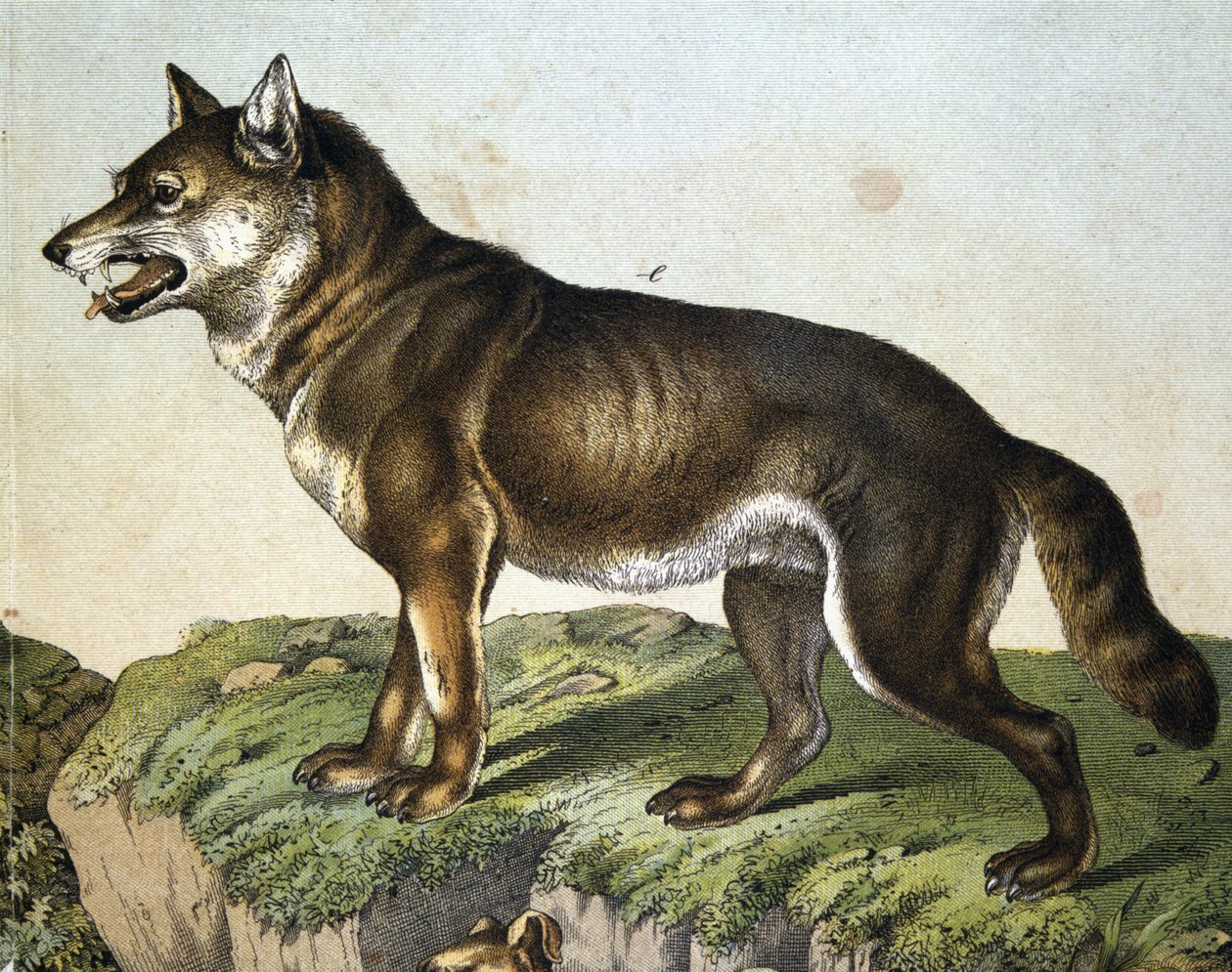 Ulv - i "" Natural History of Pattedyr", red. Schreiber, München av Unknown artist