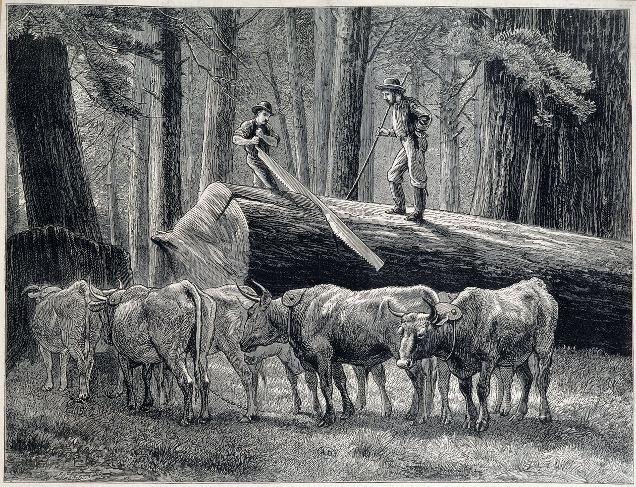 Trehoggere i en redwoodskog i California - gravering av Unknown artist