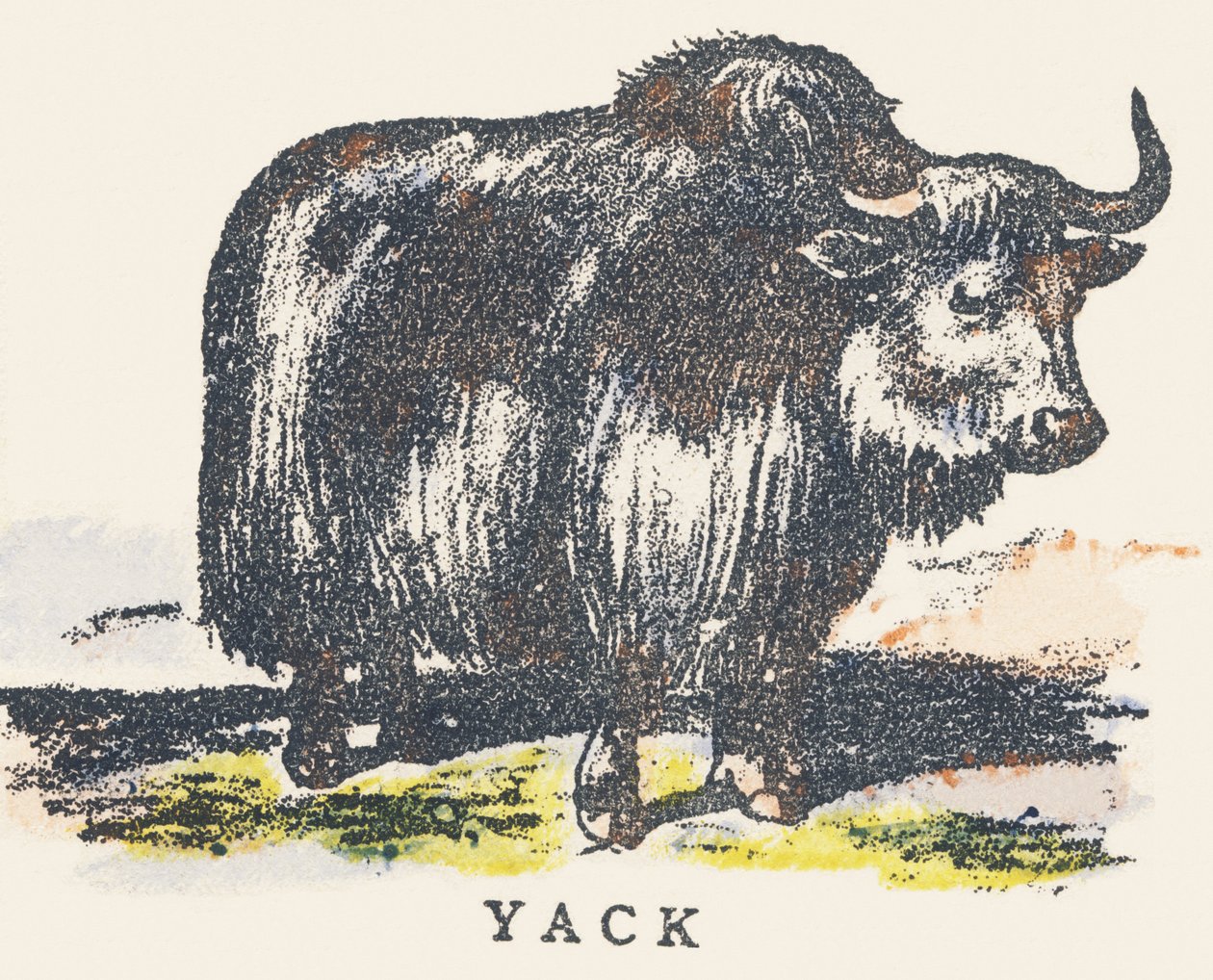 Y: jak av Unknown artist