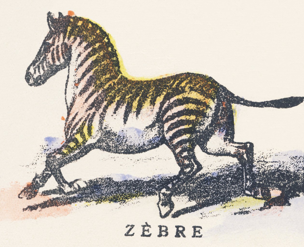 Z: sebra av Unknown artist