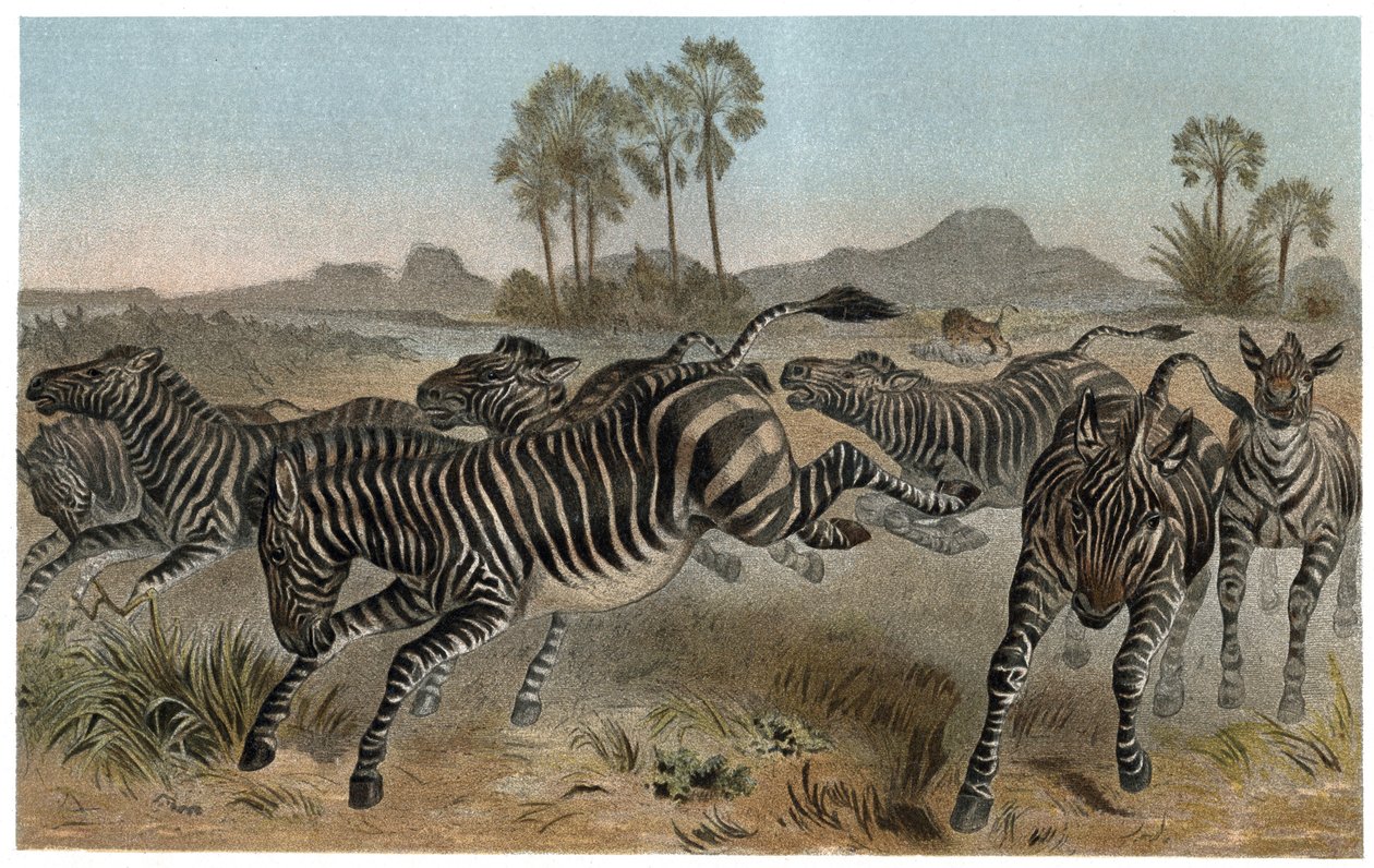 Zebre - Zebraer - Afrikanske hestefamilier (hestefamilie) - gravering fra "" Brehm