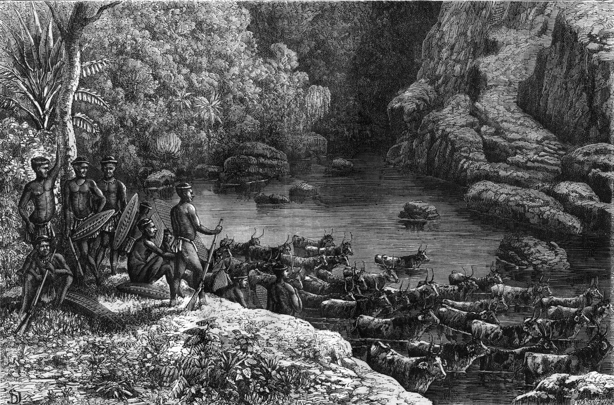 Zulouland in Africa: because the forest does not offer the necessary resources, the Zulu tribe is obliged to go down to the plains where they cultivate and raise cattle. Engraving in “” La Nature”” av Unknown artist