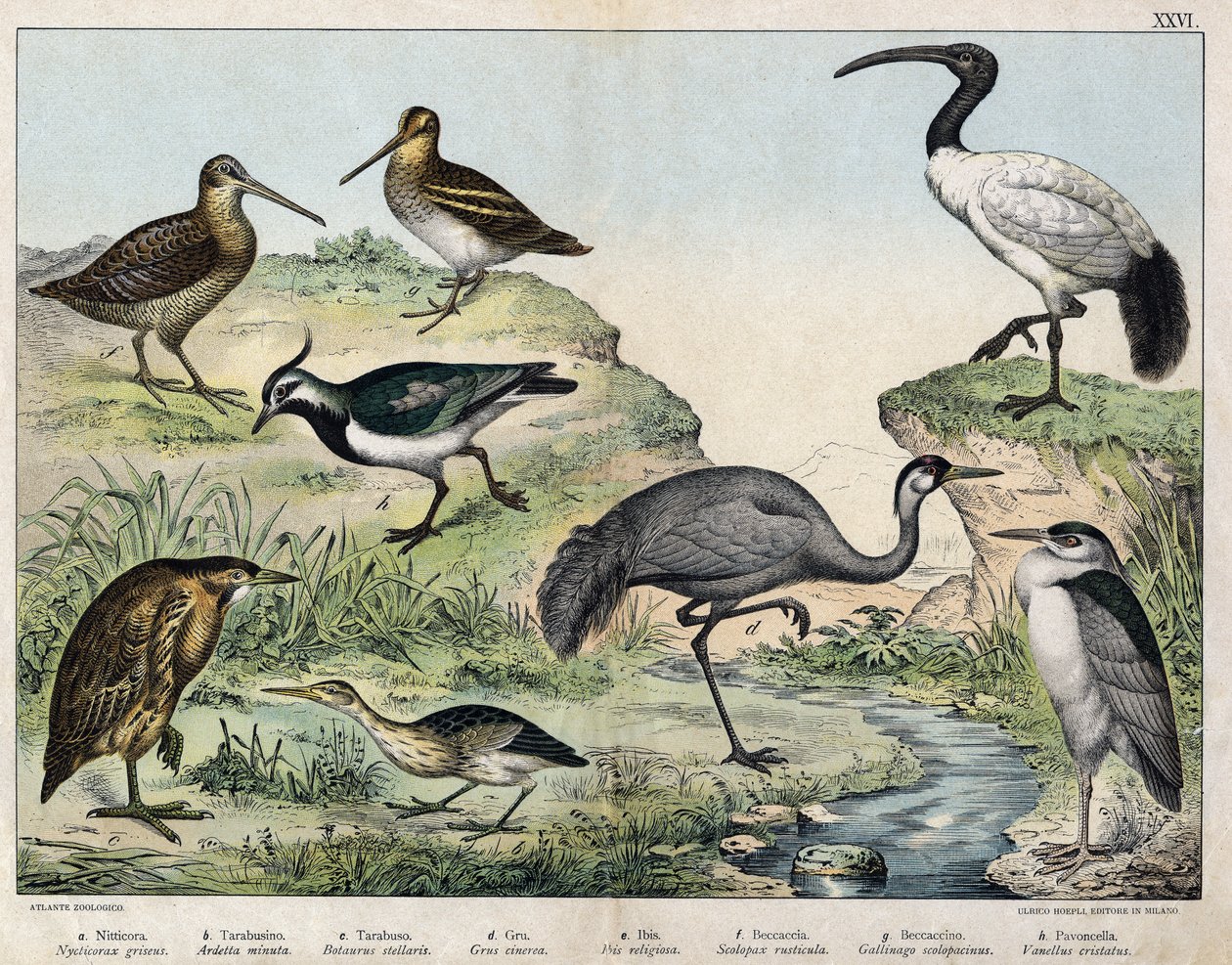 a: Svartkronet flokk (Nycticorax griseus), b: Stjernefugl (Ardetta minuta), c: Butorcendré (Botaurus stellaris), d: Buttercrane (Grus cinerea), e: Sacred ibis (Ibis religiosa), f: Becasse (Scolopax rusticula), g: Myr (Gallinago), h: Vaneau (Vanel) av Unknown artist