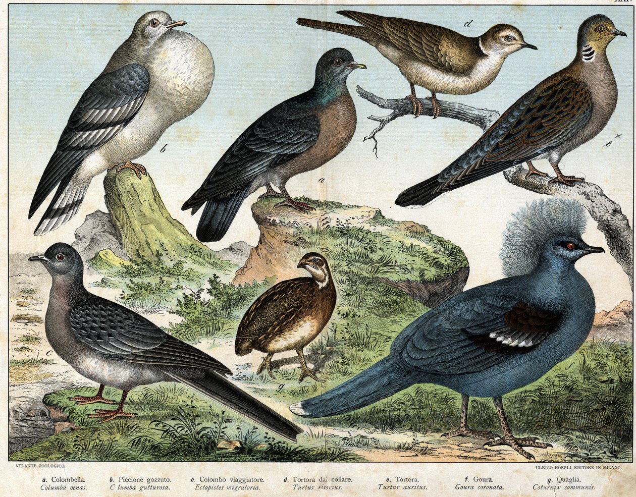 a: Columbian due (Columba oenas), b: Mongolsk due (Columba gutturosa), c: Trekkdue (Etopistes migratoria), d: Tyrkisk due (Turtur risorius), e: Skogdue (Turtur auritus), f: Goura (Goura) kronet), g: Hvetevaktel (Vaktel vanlig) - i "" av Unknown artist