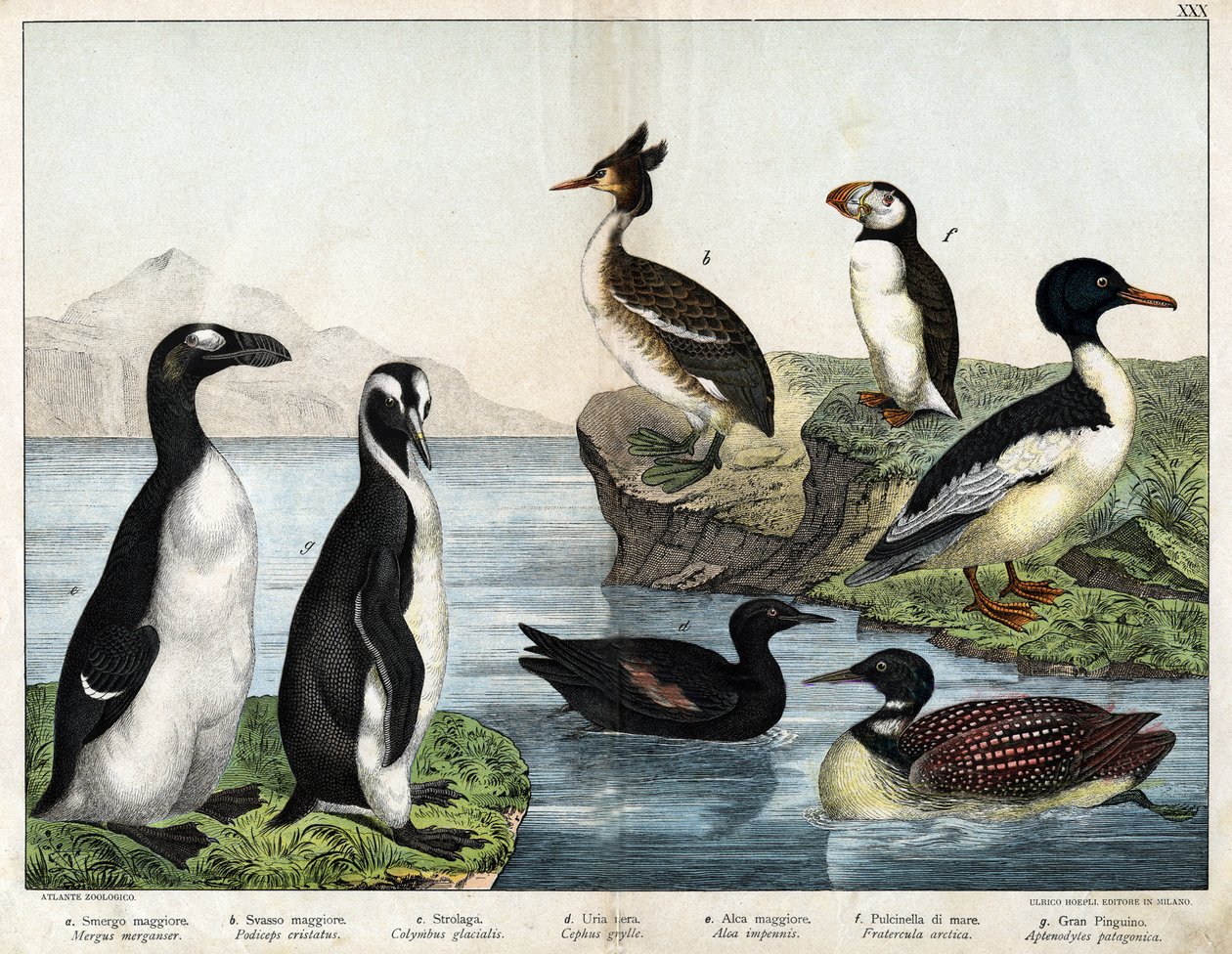 a: Gullfisk (Mergus merganser), b: Gulldykker (Podiceps cristatus), c: Gullfisk (Colimbus glacialis), d: Svart Gullnot (Cephis grylle), Pinguoin (Alca impennis), f: Lundefugl (Fratercula artica) ), g; Royal Penguin (Ptenodydydydye pa av Unknown artist