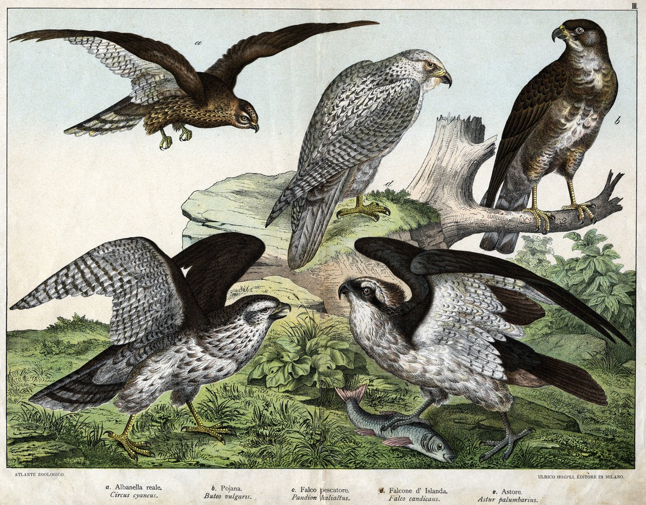 a: Ørn eller kongebusard, b: dyse, c: fiskerfalk, d: islandsfalk, e: rundt = astore - i "Fuglenes naturhistorie", red. Hoepli, Milano av Unknown artist