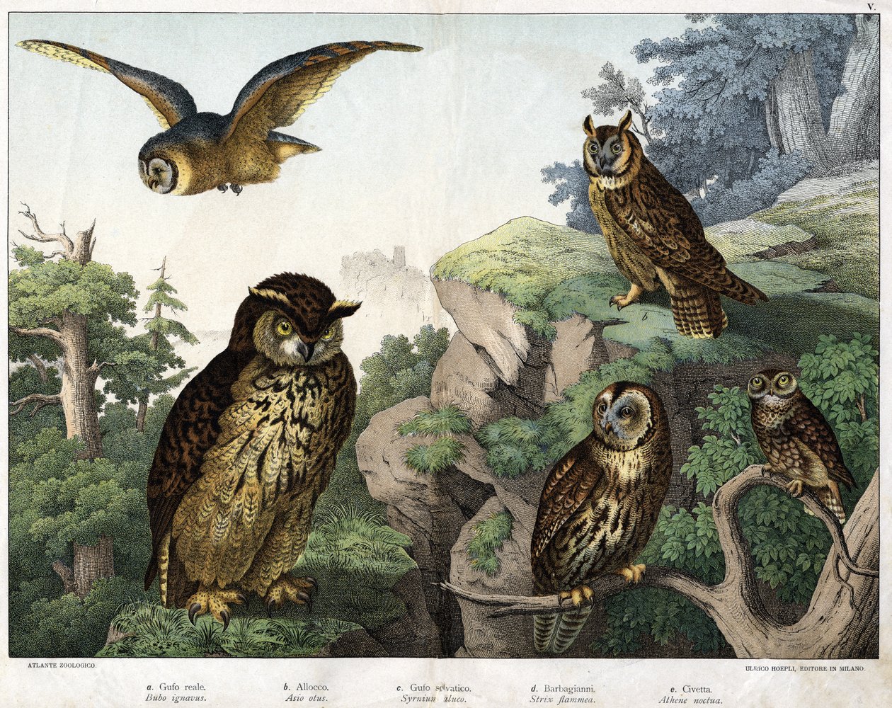 a: Guldugle (Bubo cowardus), b: Hulotte (katte-huant) (Asio-skall), c: Villugle (Syrnium aluco), d: Ugle (Strix flammea), e: Ugle (Atheneugle) - i "Natural" History of Birds", red. Hoepli, Milano av Unknown artist