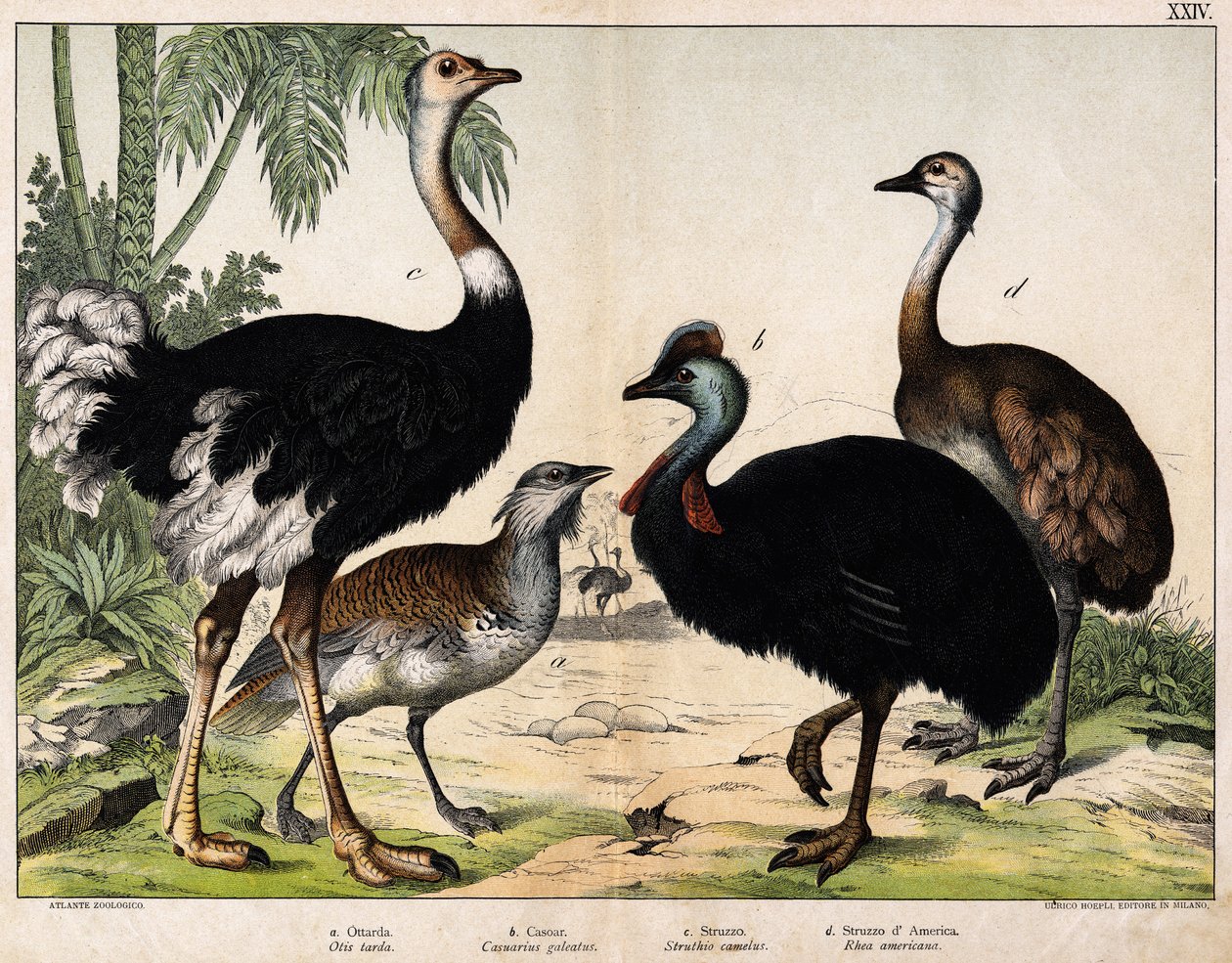 a: Grance bustard (Otis tarda), b: Casoar (Casarius galeatus), c: Afrikansk struts (Struthio camelus), d: Nandon (Rhea Americana) -I "" Natural History of Oideals", red. Hoepli, Milano av Unknown artist