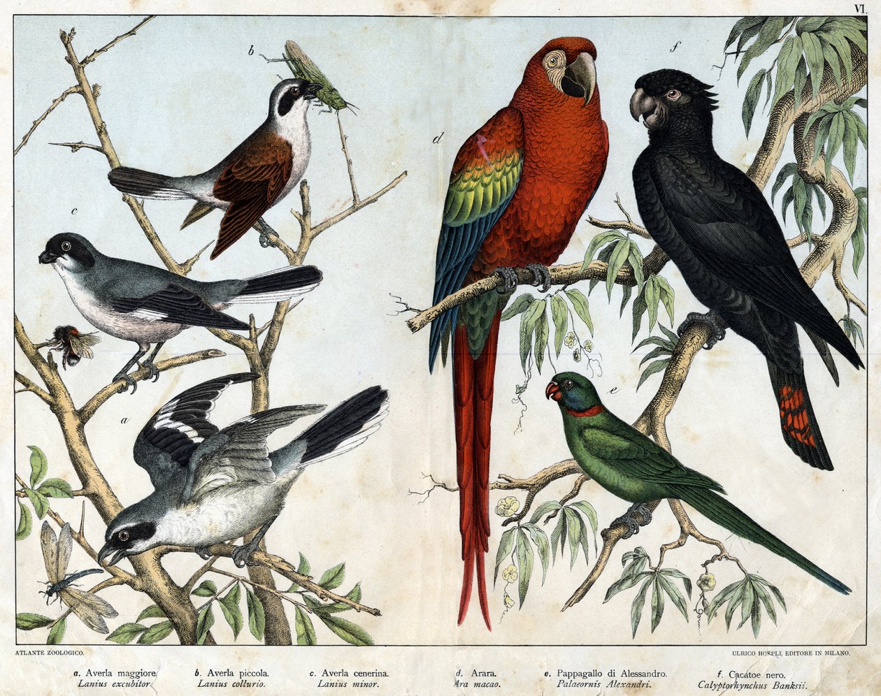 a: Grå grieche (Lanius excubitor), b: Nordlig grieche (Lanius collurio), c: Rosabryst grieche (Lanius linor), d: Rødt alter (Ara macao), e: Alexandria Parrot (Palaeornis Alexandria), f: Banksian Cacatoes (Calyptorynchus banksii) - i "Natural History of av Unknown artist