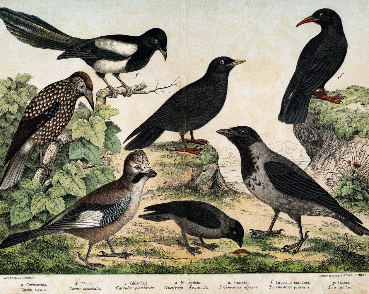 a: Mantelkråke (Corvus cornix), b: Vanlige spirer (Corvus monedula), c: Røykråke (Garrulus glaudarius), d: Spettet cassenoix (Nucifraga caryocatactes), e: Gulnebb Chocad (Pyrrohocorax alpinus), f: Rød -nebb (Pyrrhocorracorracorracorrax) x gracu av Unknown artist