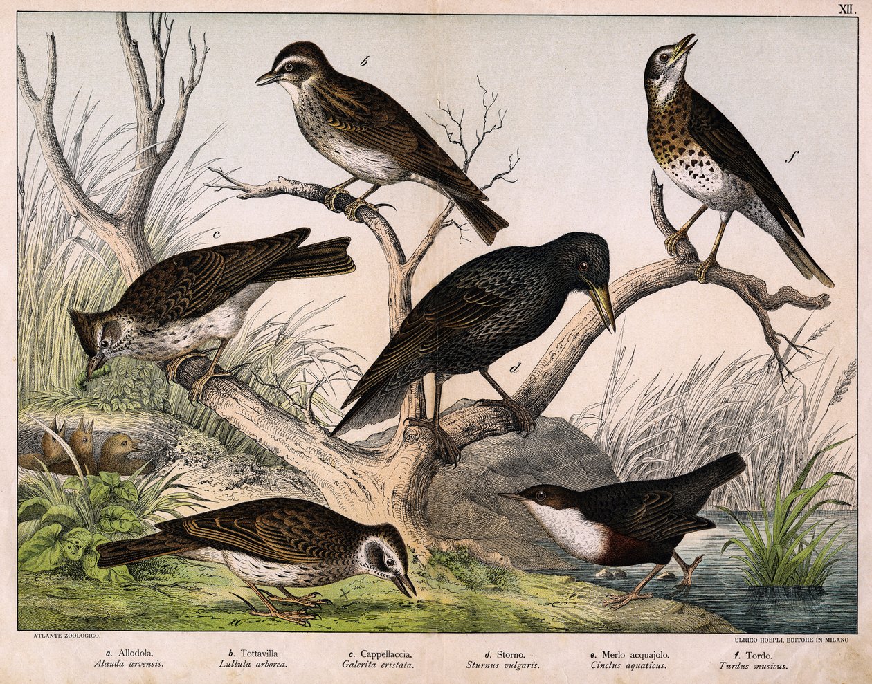 a: Nordlerke (Lark arvensis), b: Lulu lerke (Lullula arborea), c: Cappellaccia (Galerita cristata), d: Sansonnet star (Sturnus vulgaris), e: And (Cinclus aquaticus), f: Trost (Turdus musicus) - i "Fuglenes naturhistorie", red. Hoepli, Milano av Unknown artist