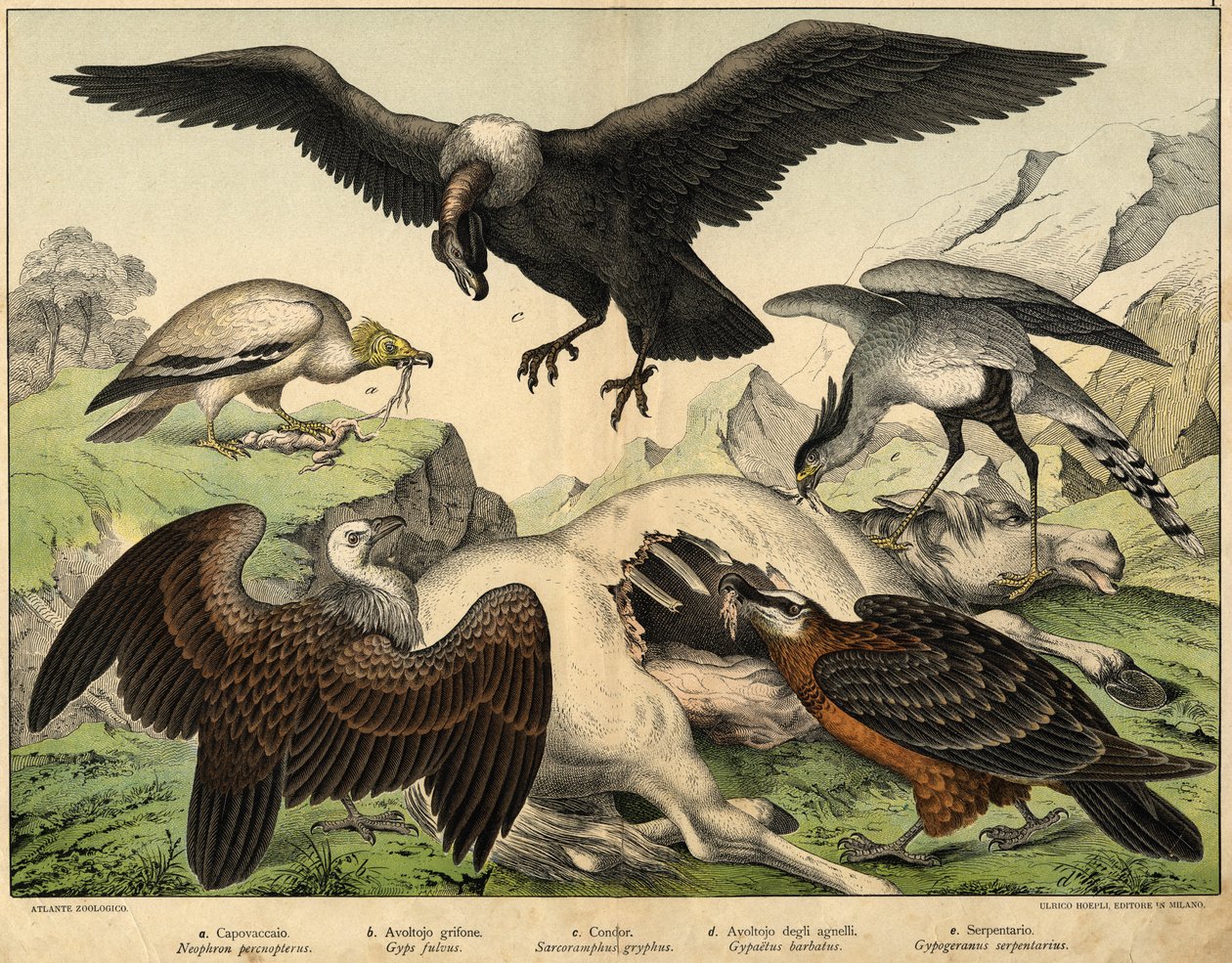 a: Percnopterus (Neophron percnopterus), b: Griffon gribb (Gyps fulvus), c: Condor (Sarcoramphus gryphus), d: Gribb av lam (Gypaëtus barbatus), e: Slange (Gypogeranus serpentarius) - i "Natural History of birds" utg. Hoepli, Milano av Unknown artist