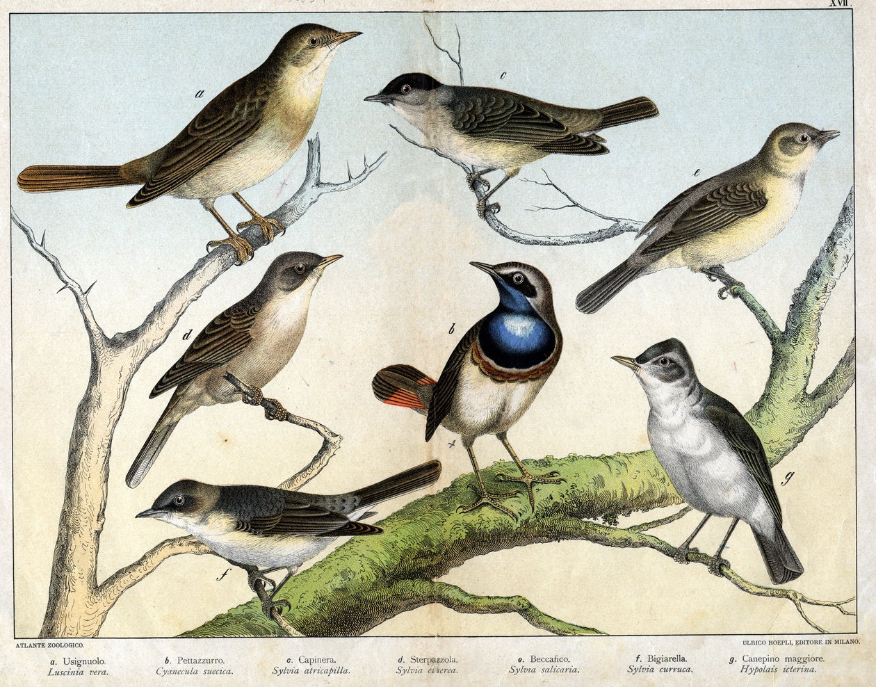 a: Rossignol (Luscinia vera), b: Pettazzuro (Cyanecula suecica), c: Blackhead (Sylvia atricapilla), d: Sterpazzola (Sylvia ciciera), e: Becfigue (Sylvia salicaria), f: hauk (bigiarella, Sylvia vogn) g : Canepino Giore (Hypolais Borin) - i "Natural" av Unknown artist