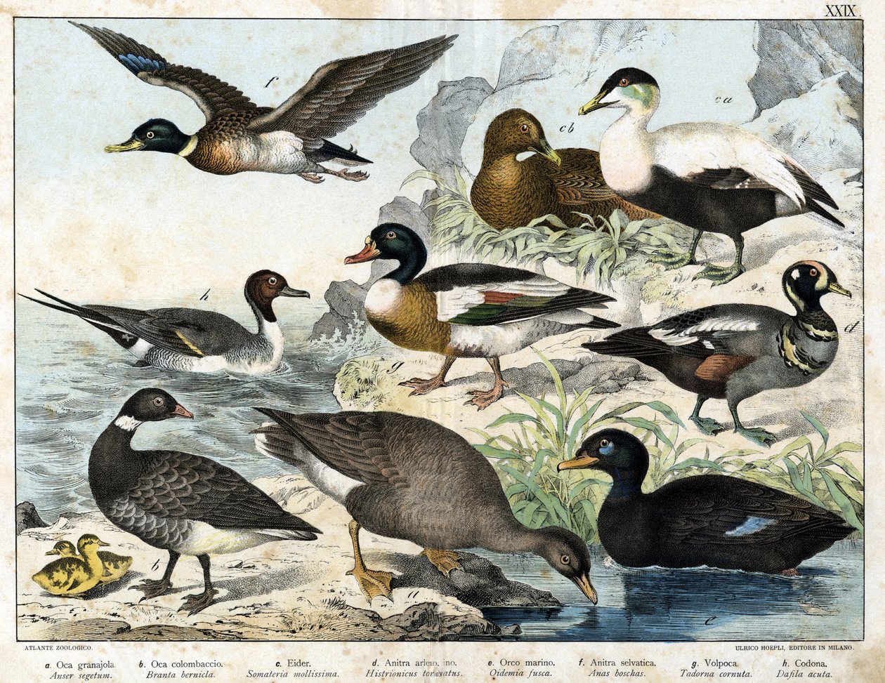 a: Seed Goose (Asner segetum), b: Brant (Branta bernicla), c: Common Eider (Somateria mollissima), d: Harlequin Duck (Histrionicus torquatus), e: Black Duck (Oidemia fusca), f: Mallard (Anas boschas), g: Belon