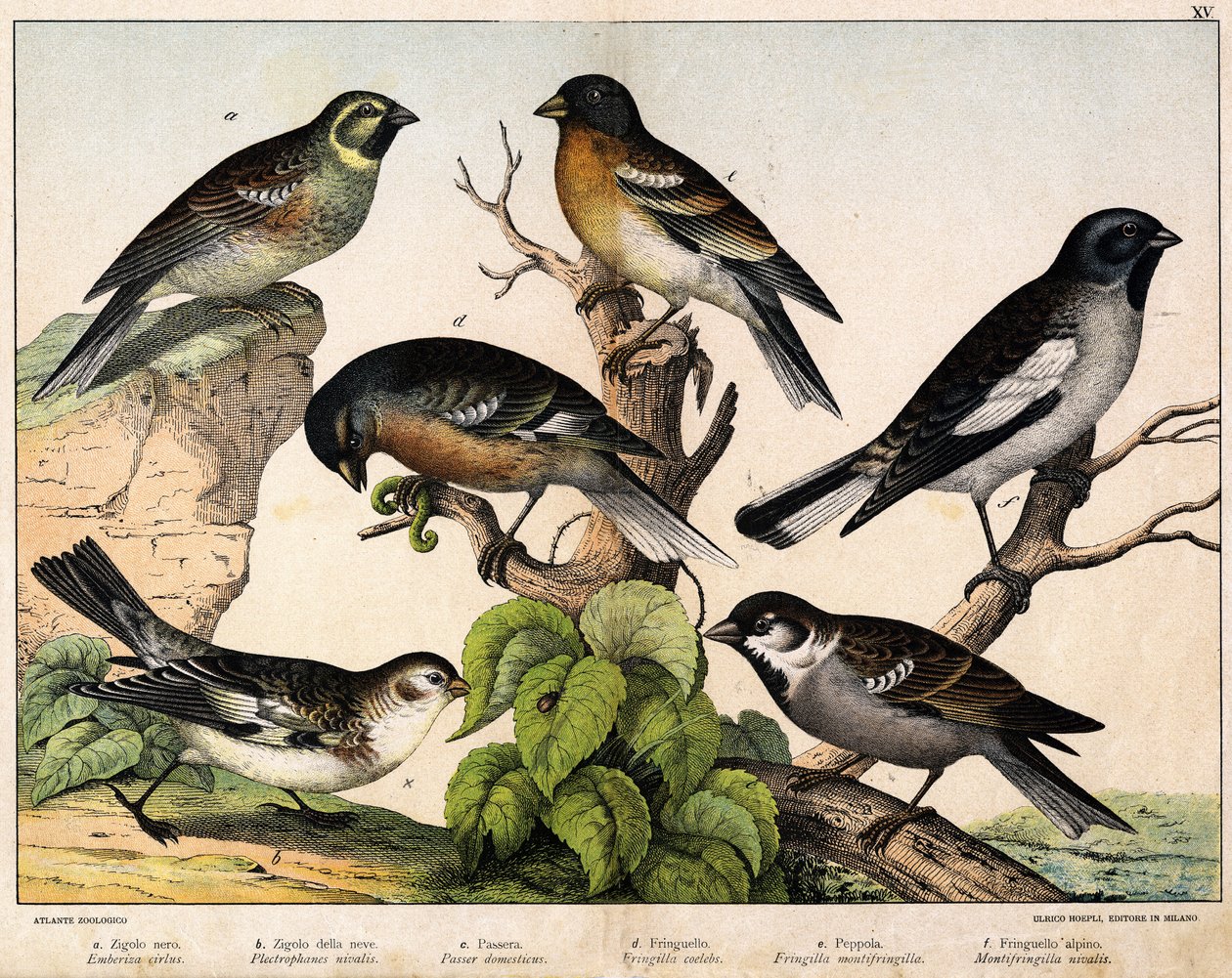 a: Sparrow (Emberiza circlus), b: Snøspurv (Plectrophanes nivalis), c: Sparrow (Pour domesticus), d: Pinson (Fringilla coelebs), e: Northern Pinson (Fringilla montifringilla), Niverolle (Montifringilla nivalis) - i “ Fuglenes naturhistorie", red. Hoep av Unknown artist