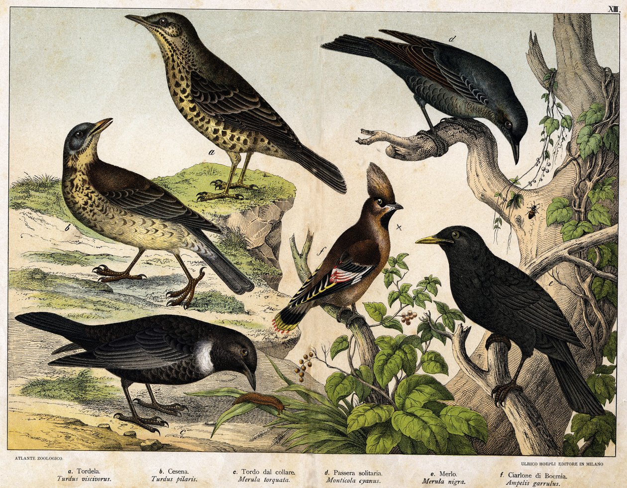 a: Trost (Turdus viscivorus), b: Trost (Turdus pilaris), c: Svarttrost (Merula torquata), d: Blåtrost (Monticola cyanus), e: Svarttrost (Merula nigra), f: Bohemian de chatterer (Ampelis garulus) - i "Natural History of Birds", red. Hoepli, Milano av Unknown artist