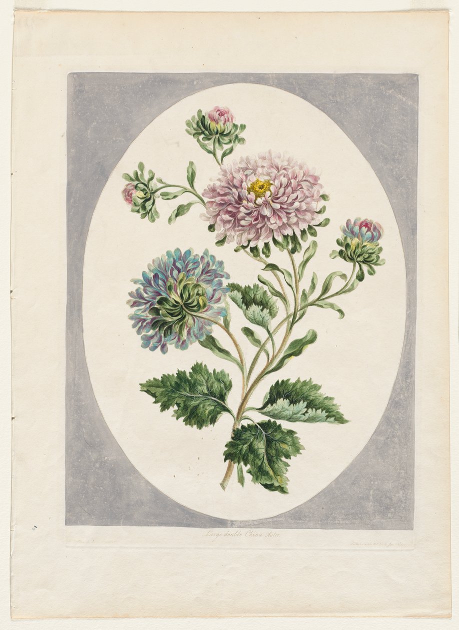 En samling av blomster tegnet fra naturen: Stor dobbel Kina Aster av Unknown artist