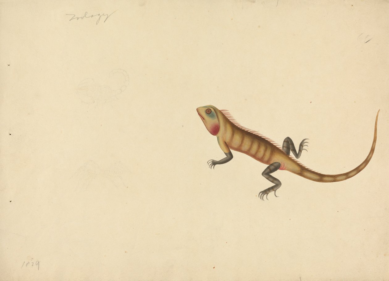 En øgle med skisser av en skorpion og en edderkopp av Unknown artist