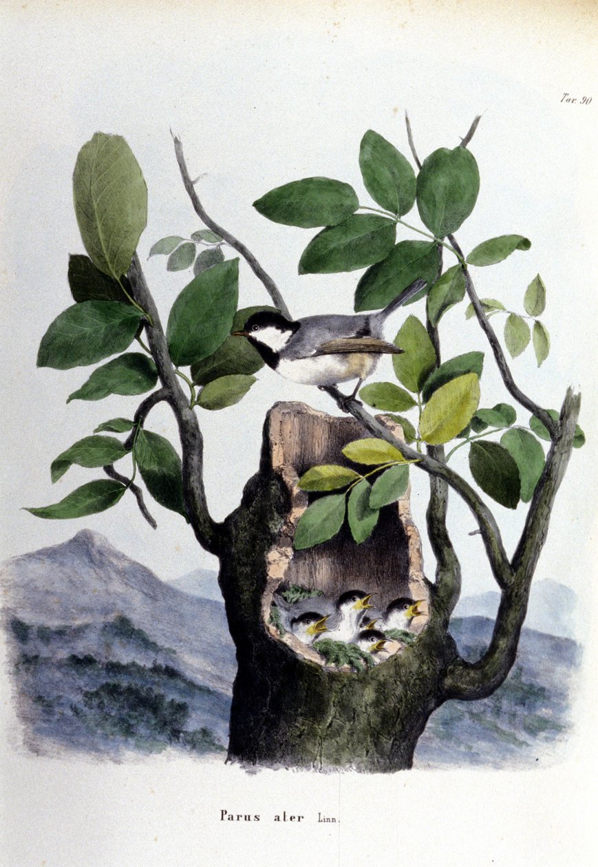 Et bord som representerer en vanlig fugl (eller spurv) nær reiret. av Unknown artist