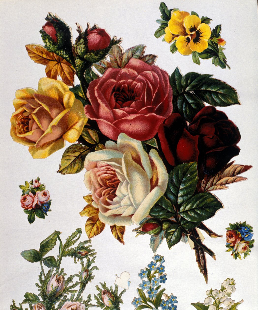 En bukett roser. 1800-talls kromolitografi. av Unknown artist