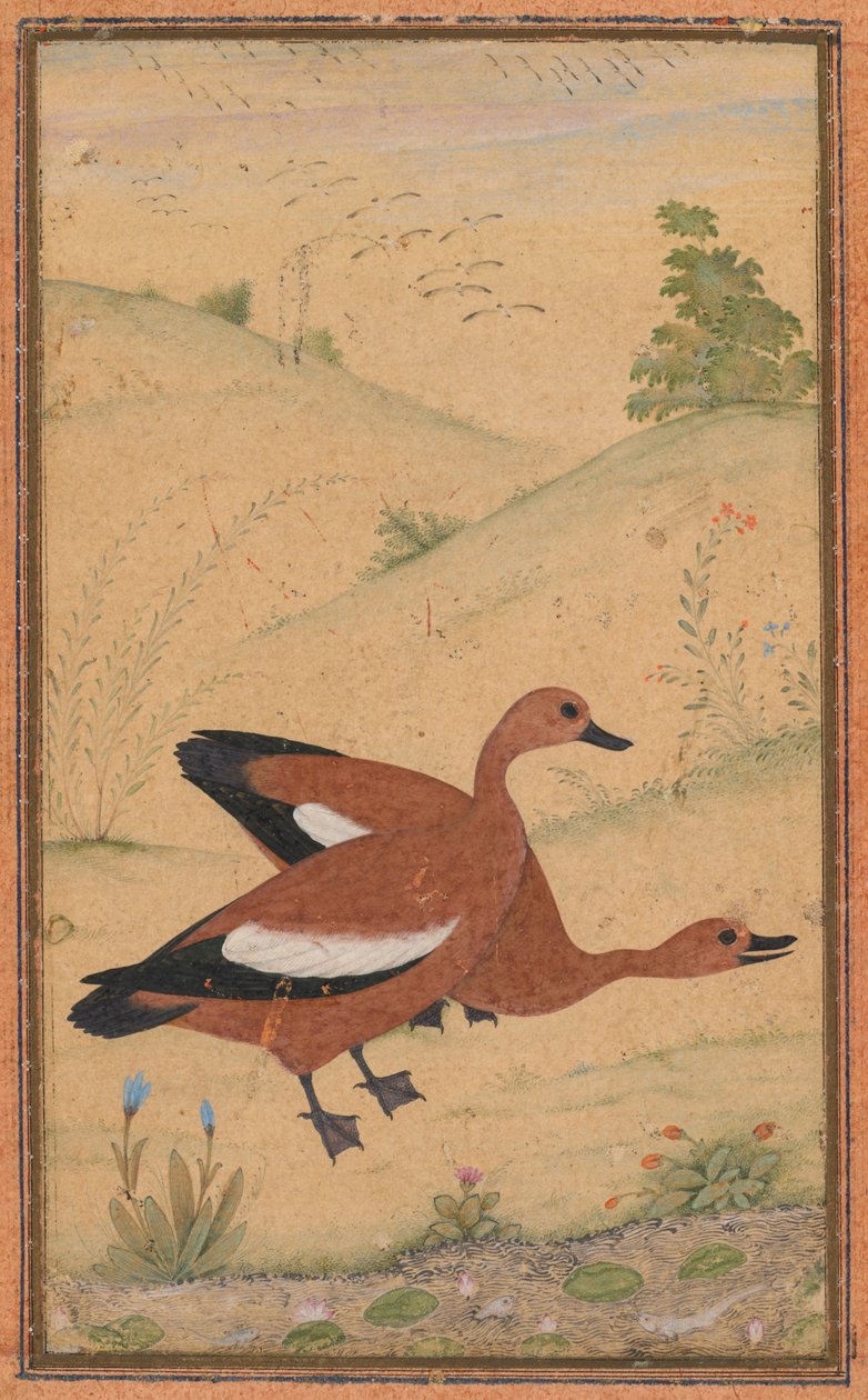 Et par Brahminy-ender av Unknown artist