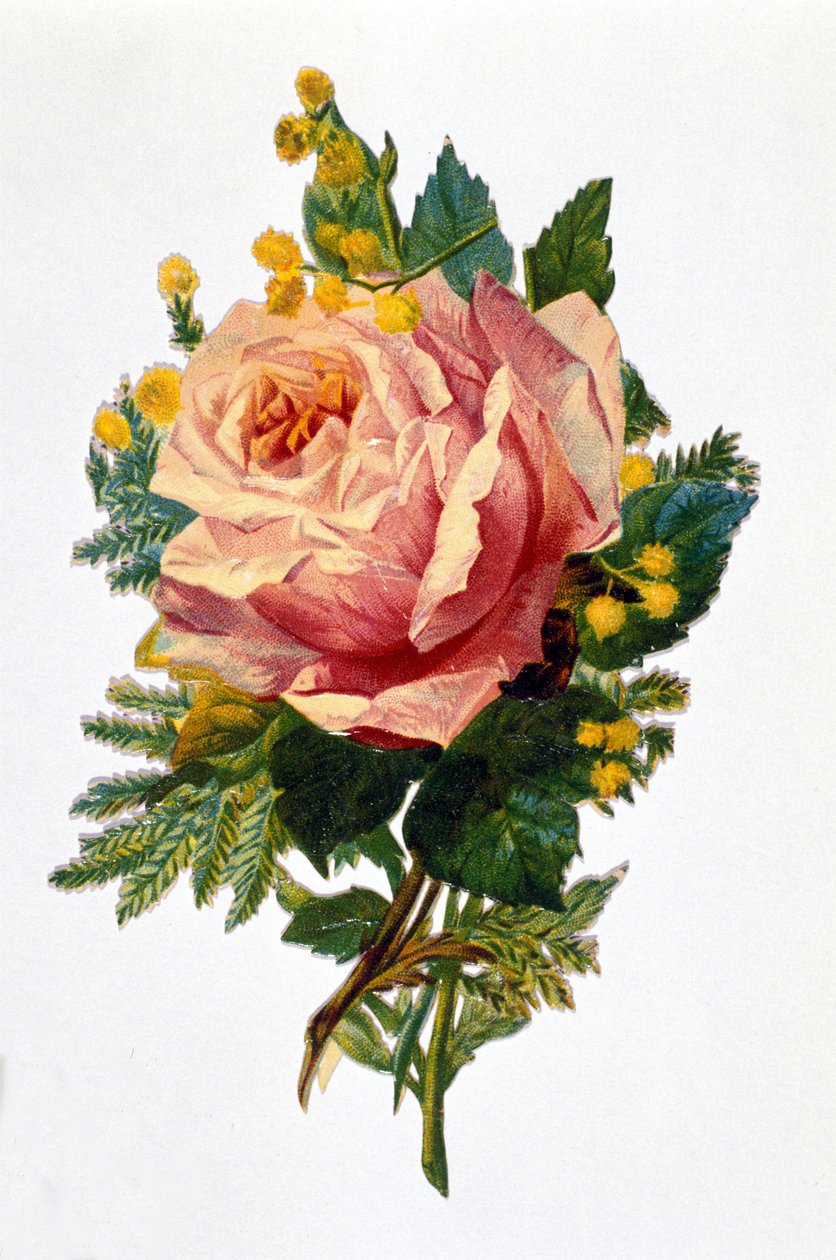 En rose av Unknown artist